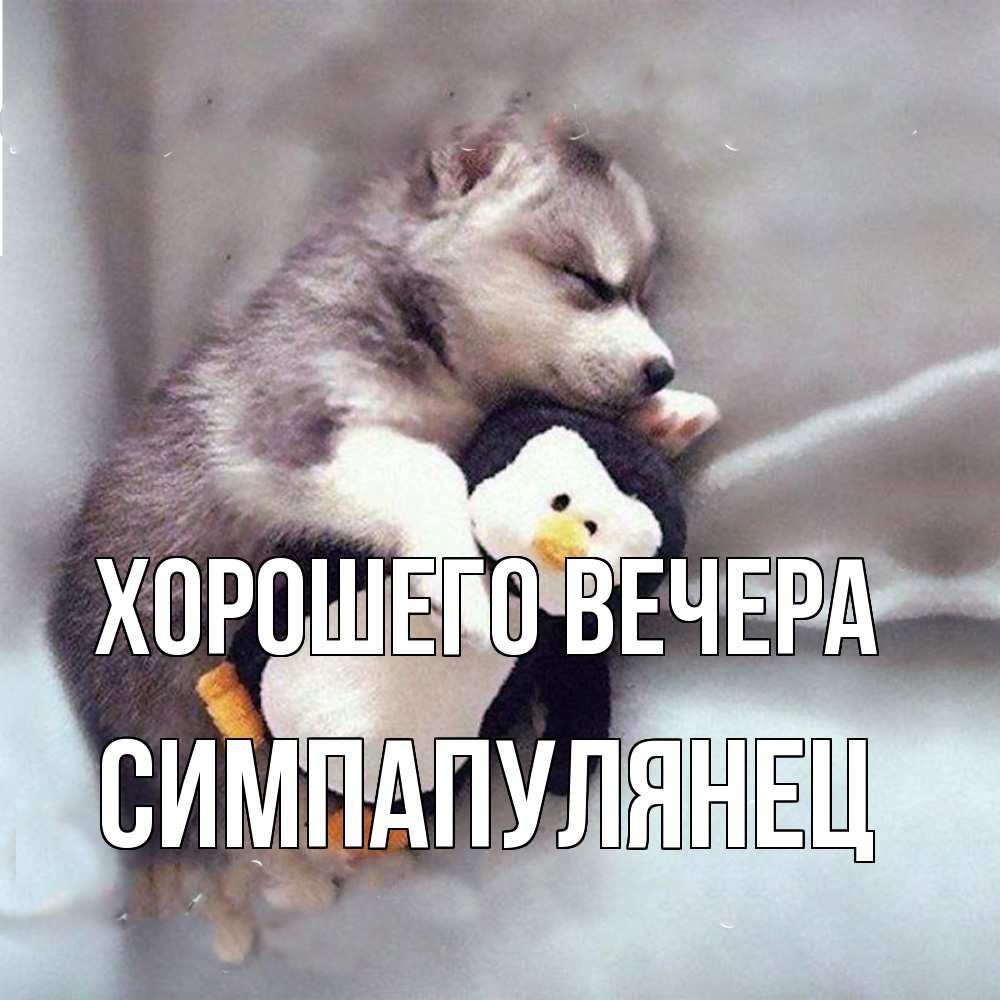 Открытка  для любимых и родных. симпапулянец, Хорошего вечера  