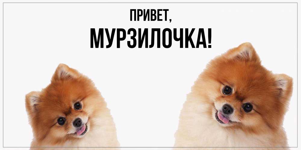 Картинка Привет, мурзилочка