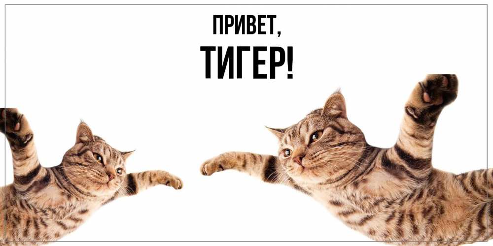 Открытка  для любимых и родных. тигер, Привет  