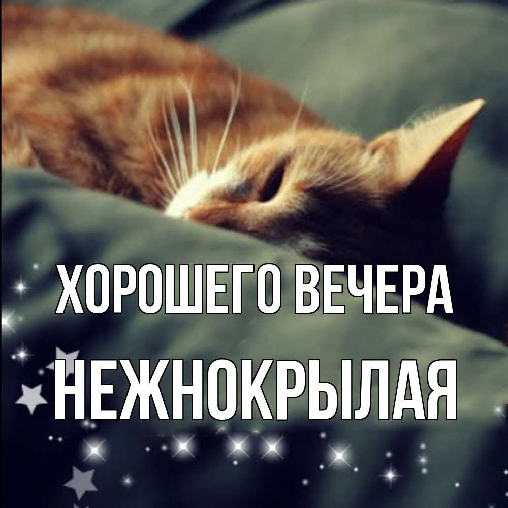 Открытка  для любимых и родных. нежнокрылая, Хорошего вечера  