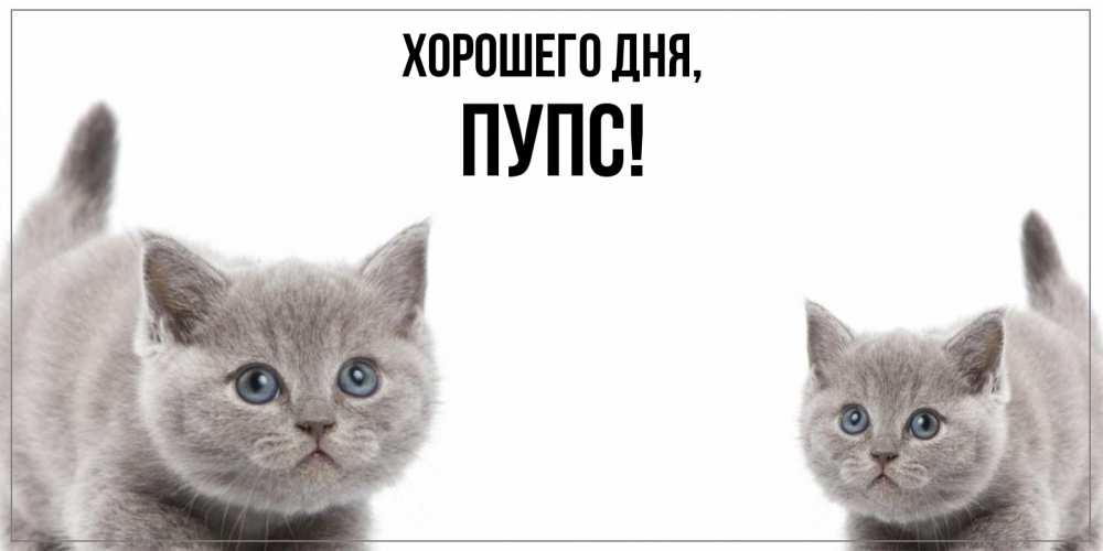 Открытка  для любимых и родных. пупс, Хорошего дня  