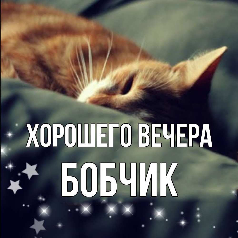 Открытка  для любимых и родных. бобчик, Хорошего вечера  