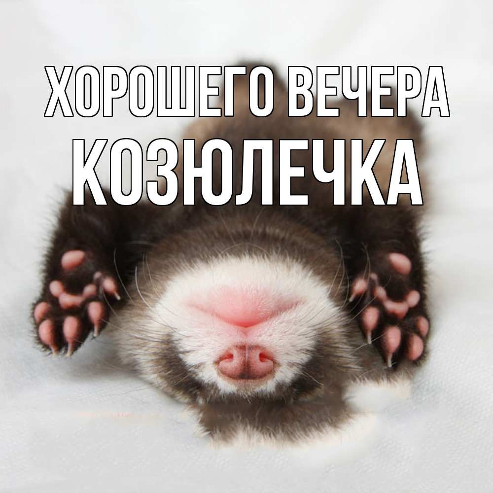 Открытка  для любимых и родных. козюлечка, Хорошего вечера  