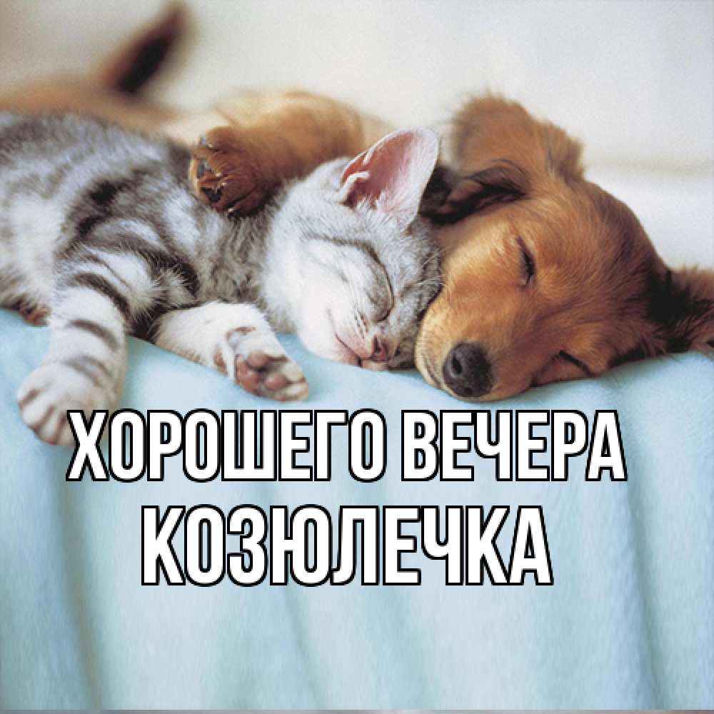 Открытка  для любимых и родных. козюлечка, Хорошего вечера  