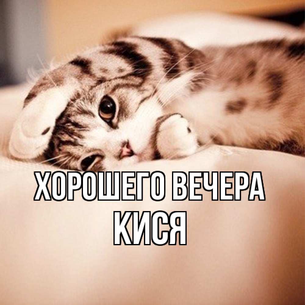 Открытка  для любимых и родных. кися, Хорошего вечера  