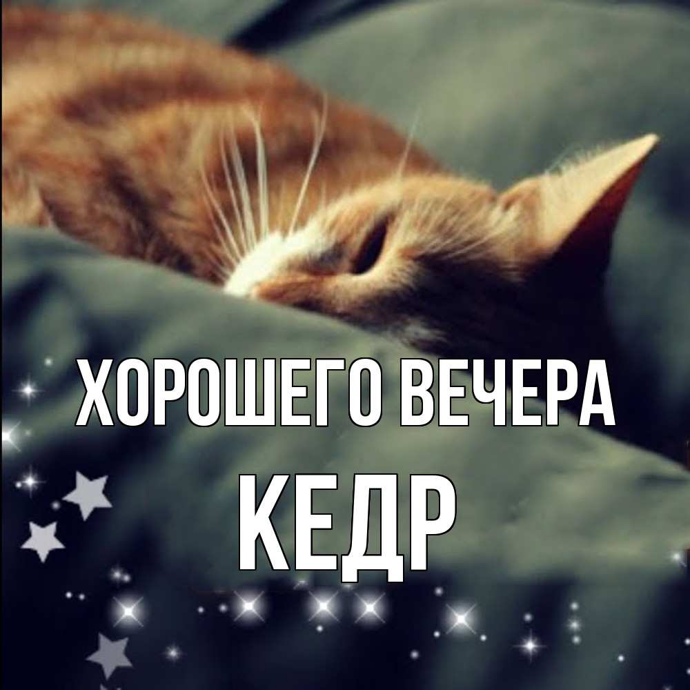 Открытка  для любимых и родных. кедр, Хорошего вечера  