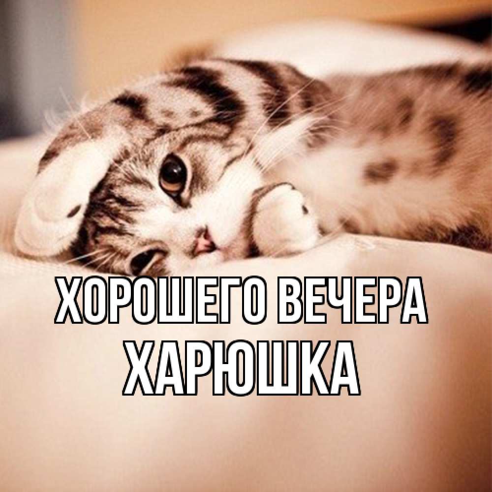 Открытка  для любимых и родных. харюшка, Хорошего вечера  