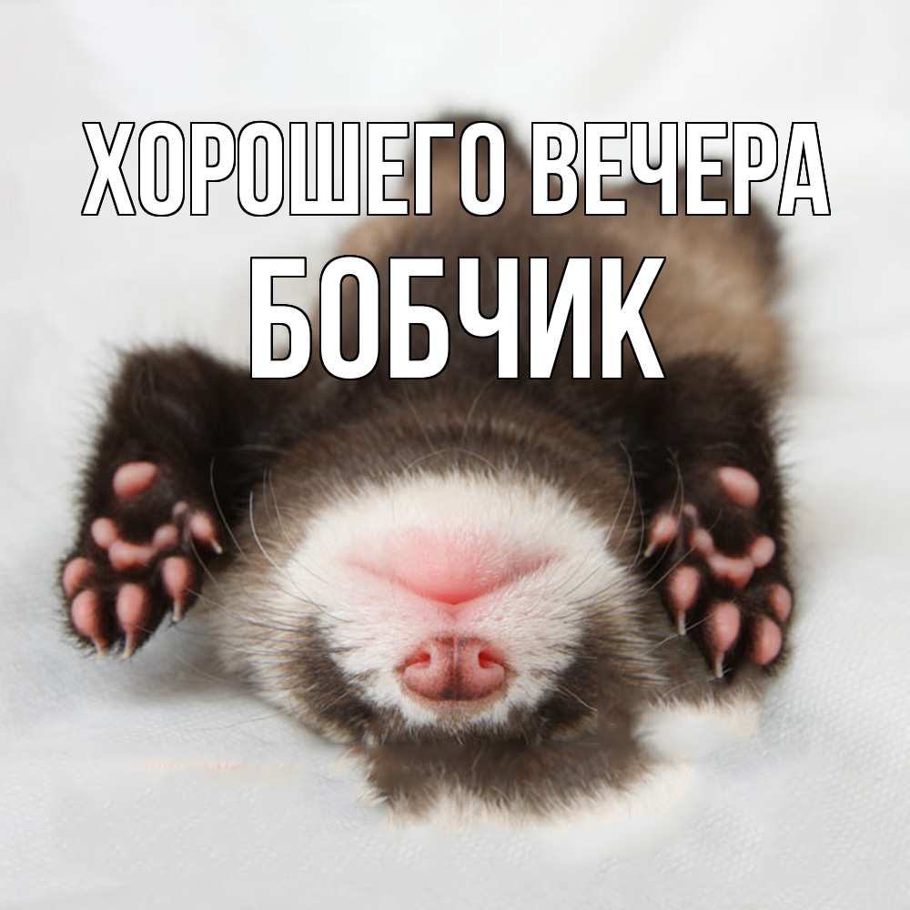 Открытка  для любимых и родных. бобчик, Хорошего вечера  