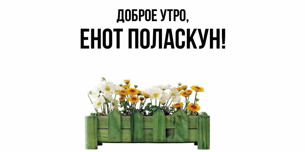 Открытка  для любимых и родных. енот, Доброе утро  