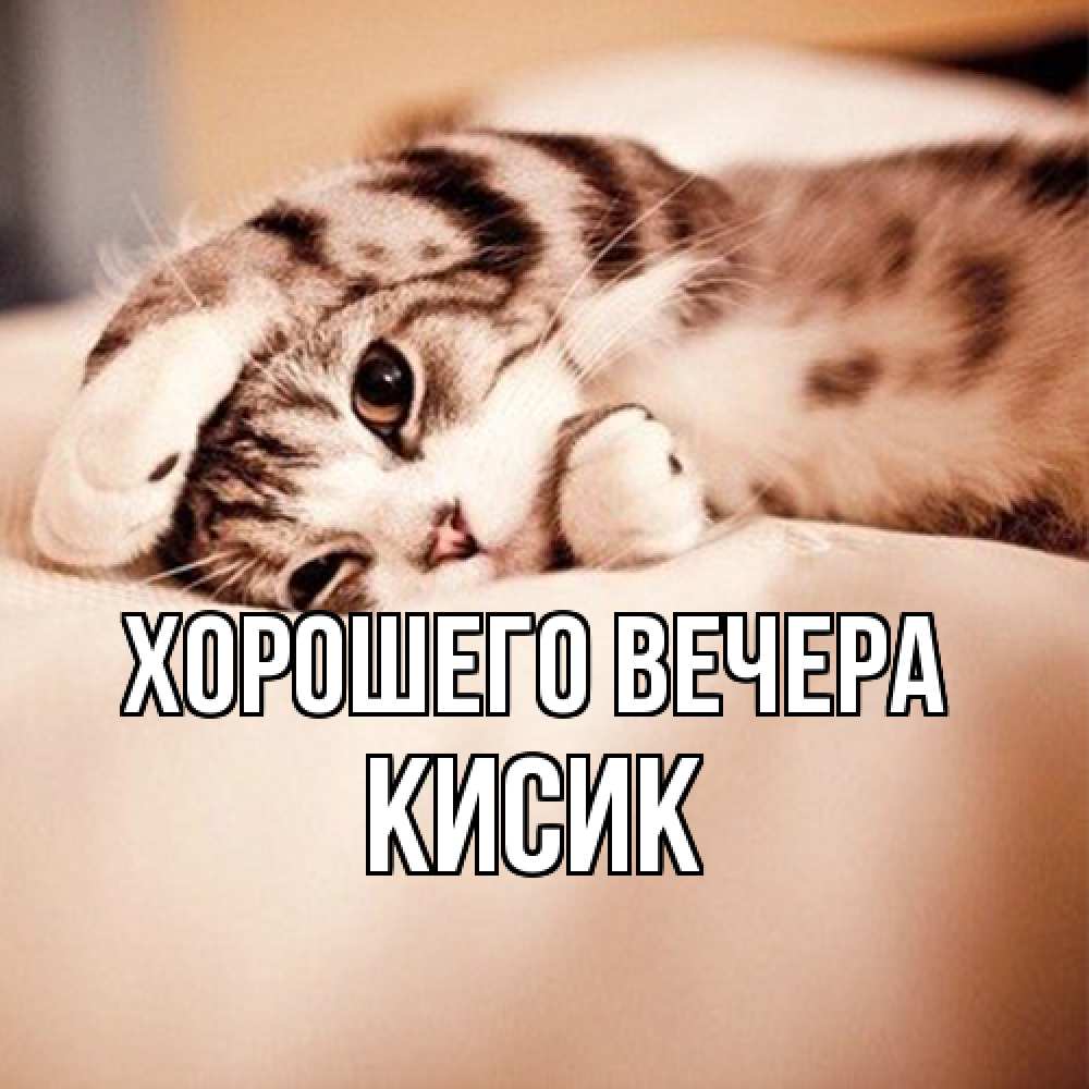 Открытка  для любимых и родных. кисик, Хорошего вечера  