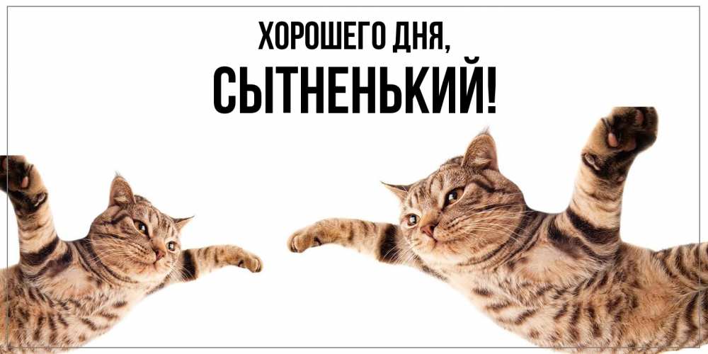 Открытка  для любимых и родных. сытненький, Хорошего дня  