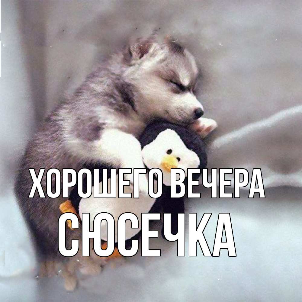 Открытка  для любимых и родных. сюсечка, Хорошего вечера  