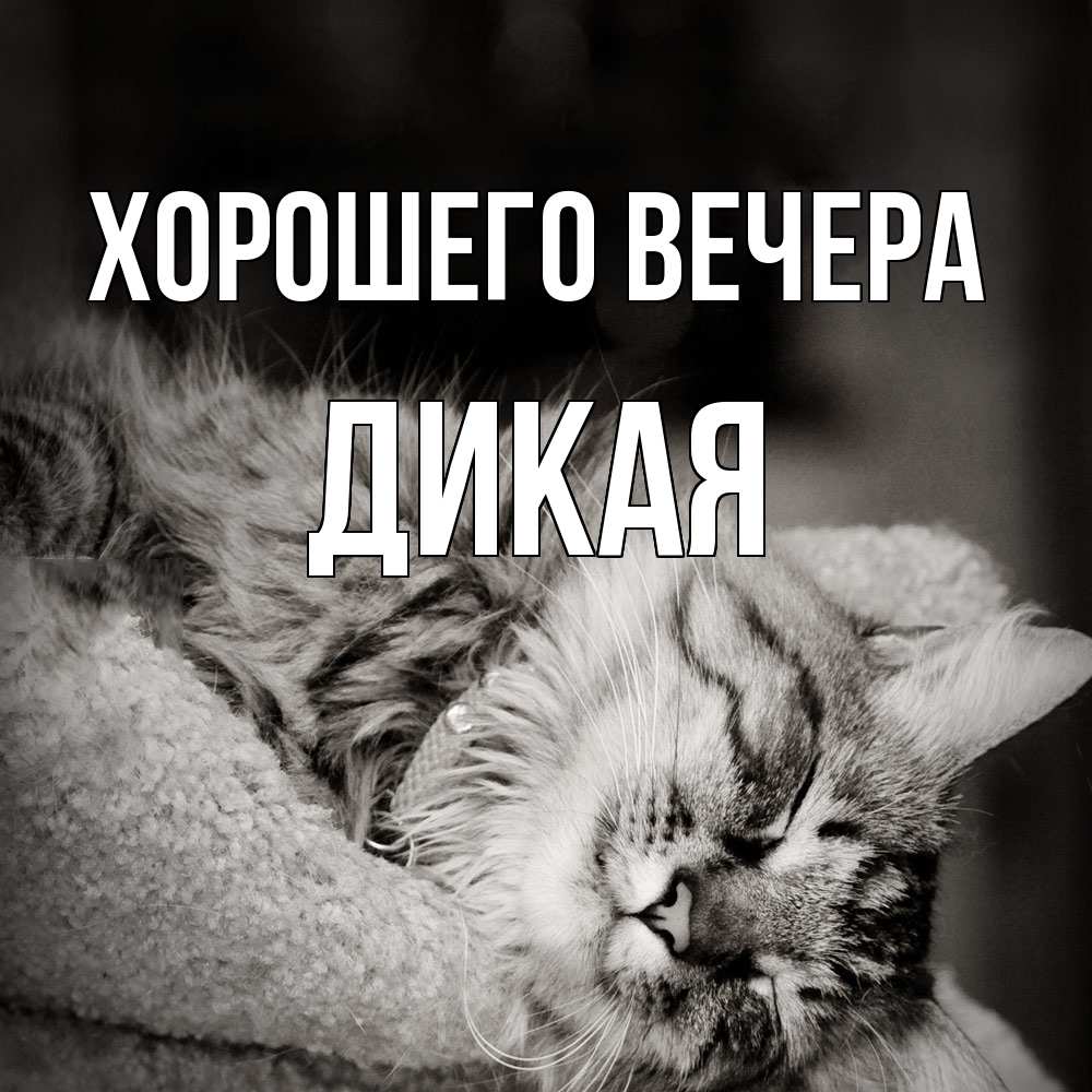 Картинка Хорошего вечера, дикая