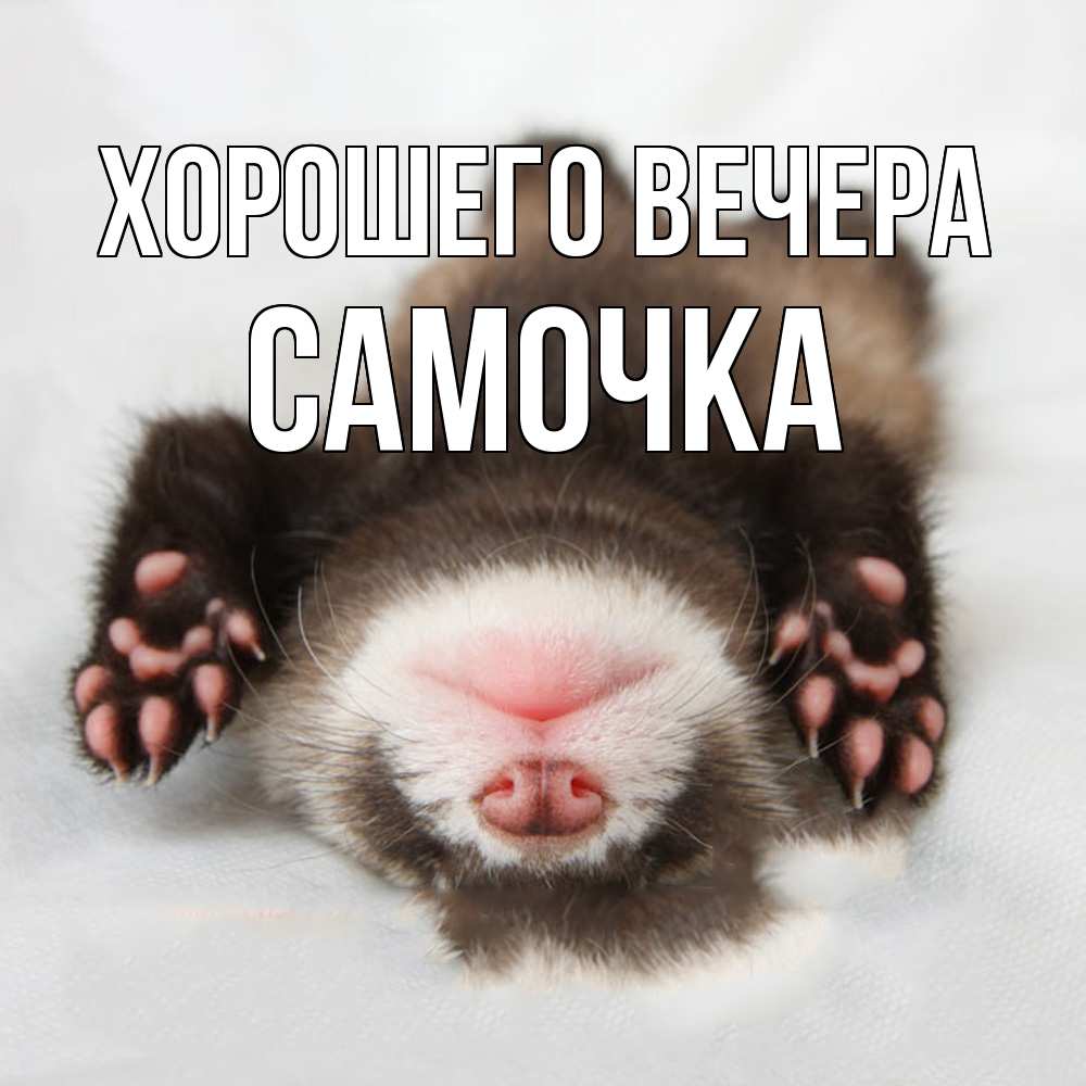Открытка  для любимых и родных. самочка, Хорошего вечера  