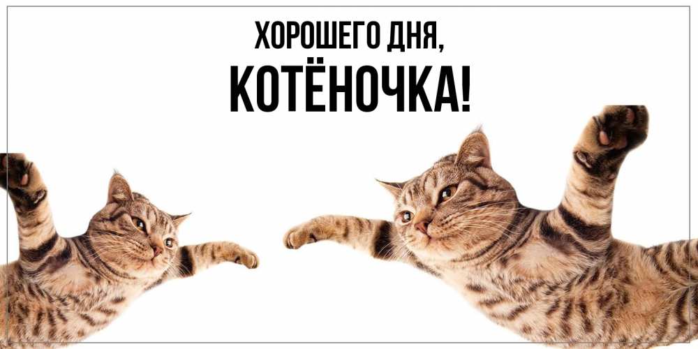 Открытка  для любимых и родных. котёночка, Хорошего дня  