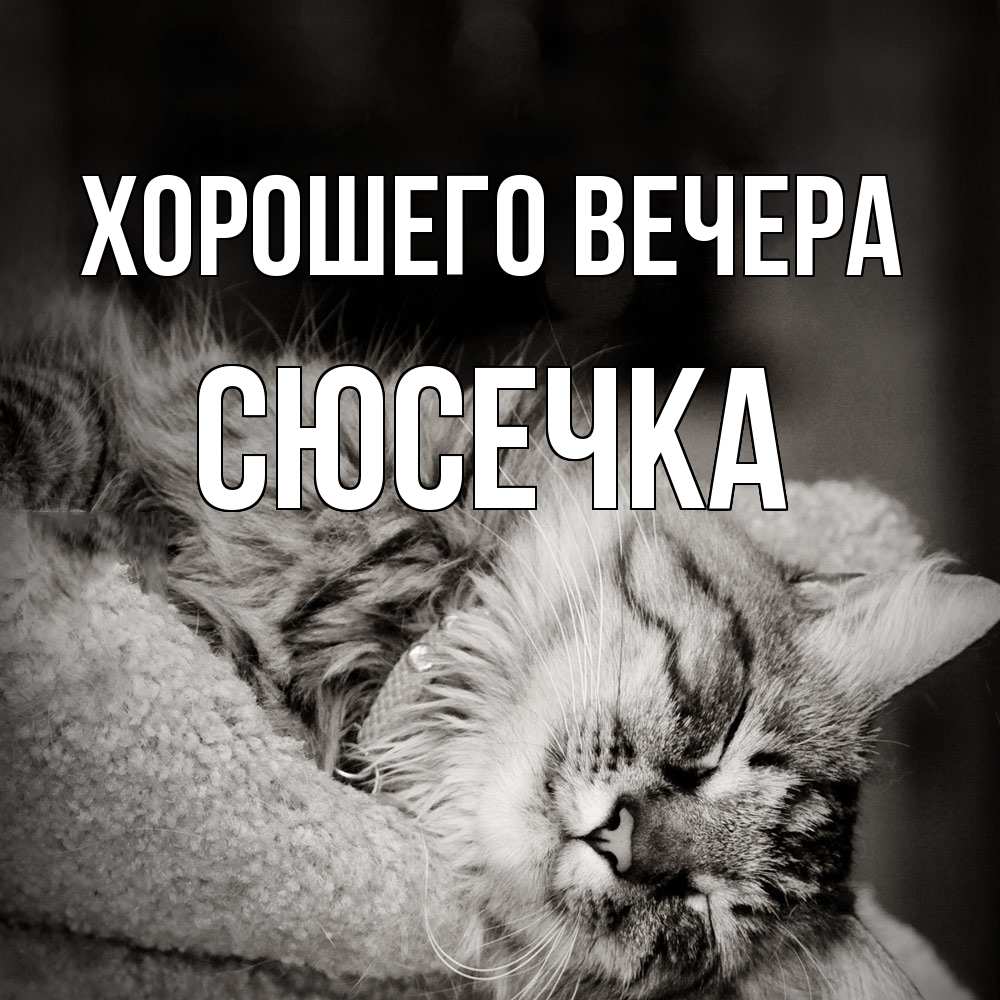 Открытка  для любимых и родных. сюсечка, Хорошего вечера  
