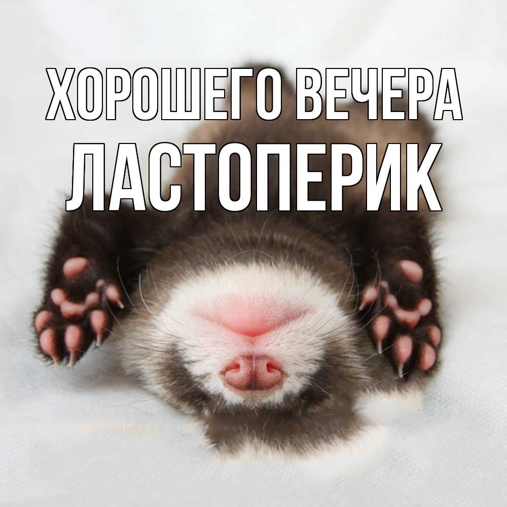 Открытка  для любимых и родных. ластоперик, Хорошего вечера  