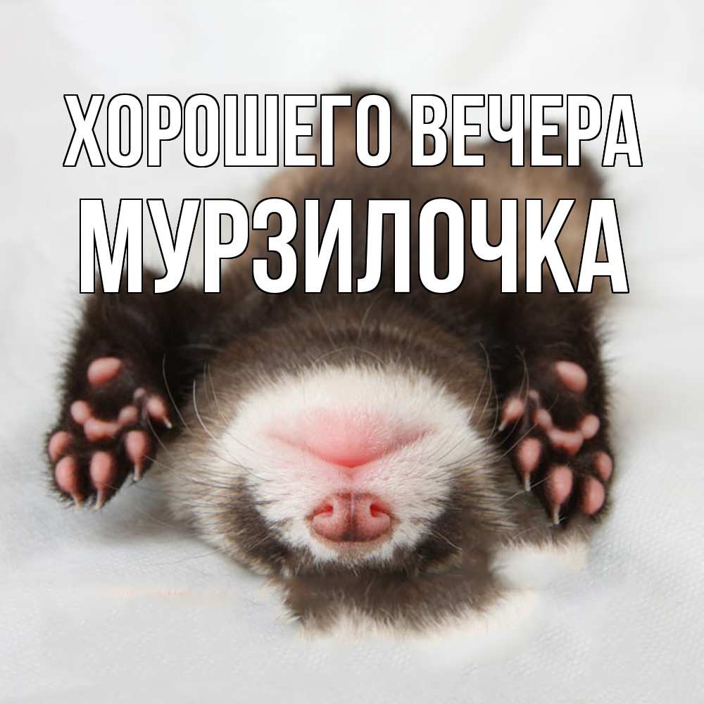 Открытка  для любимых и родных. мурзилочка, Хорошего вечера  