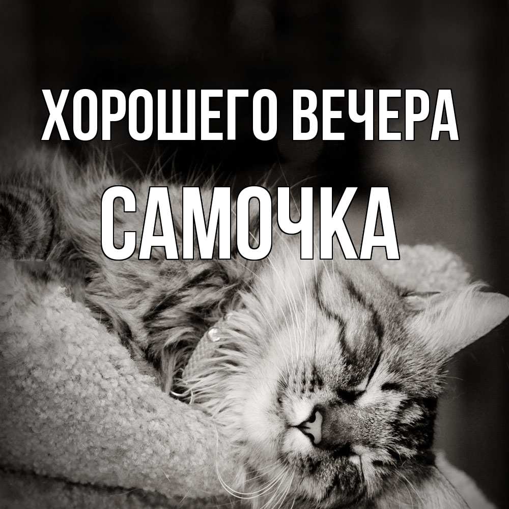 Открытка  для любимых и родных. самочка, Хорошего вечера  
