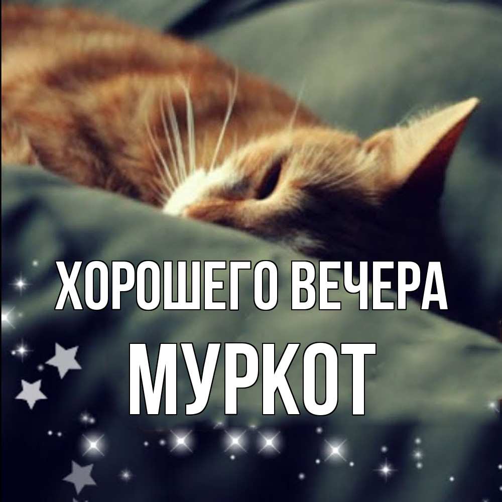 Открытка с именем, муркот, Хорошего вечера