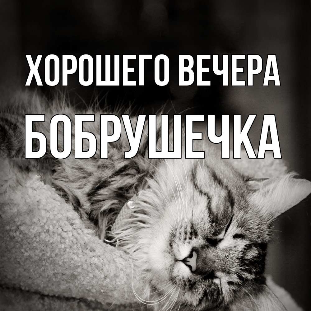 Открытка  для любимых и родных. бобрушечка, Хорошего вечера  
