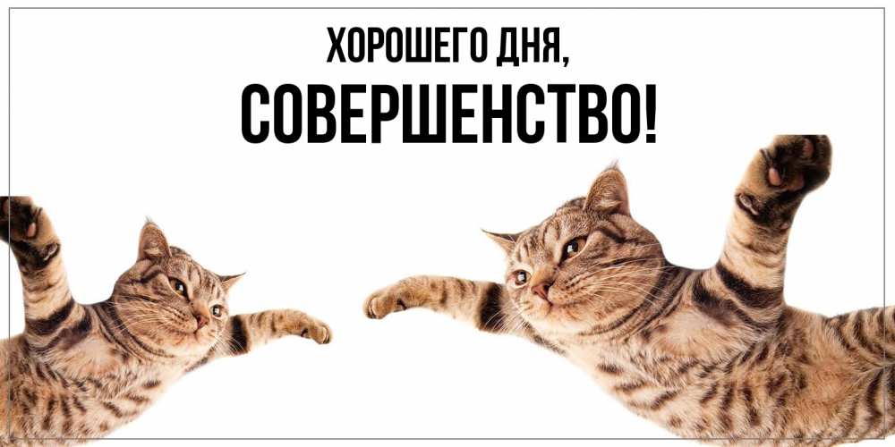 Открытка  для любимых и родных. совершенство, Хорошего дня  