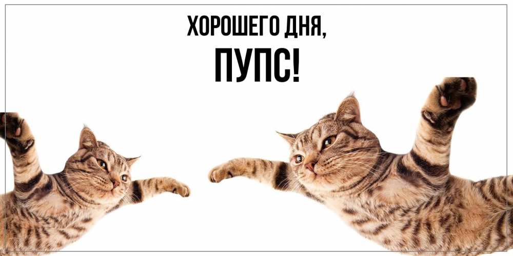 Открытка  для любимых и родных. пупс, Хорошего дня  