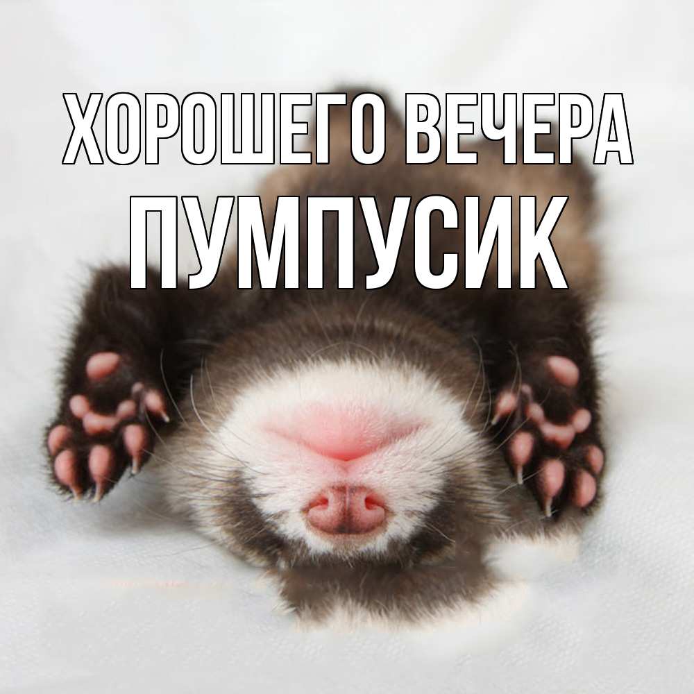 Открытка  для любимых и родных. пумпусик, Хорошего вечера  