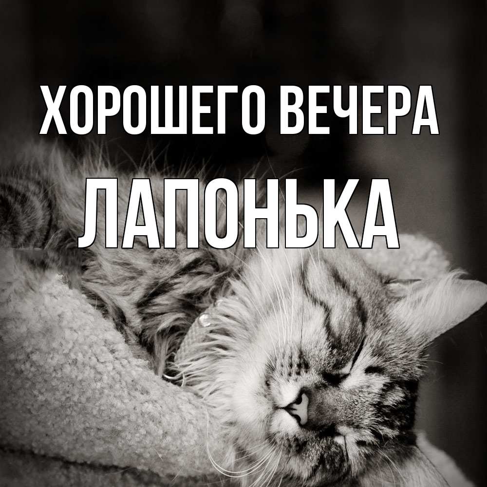 Открытка  для любимых и родных. лапонька, Хорошего вечера  