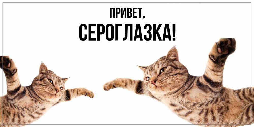 Открытка  для любимых и родных. сероглазка, Привет  