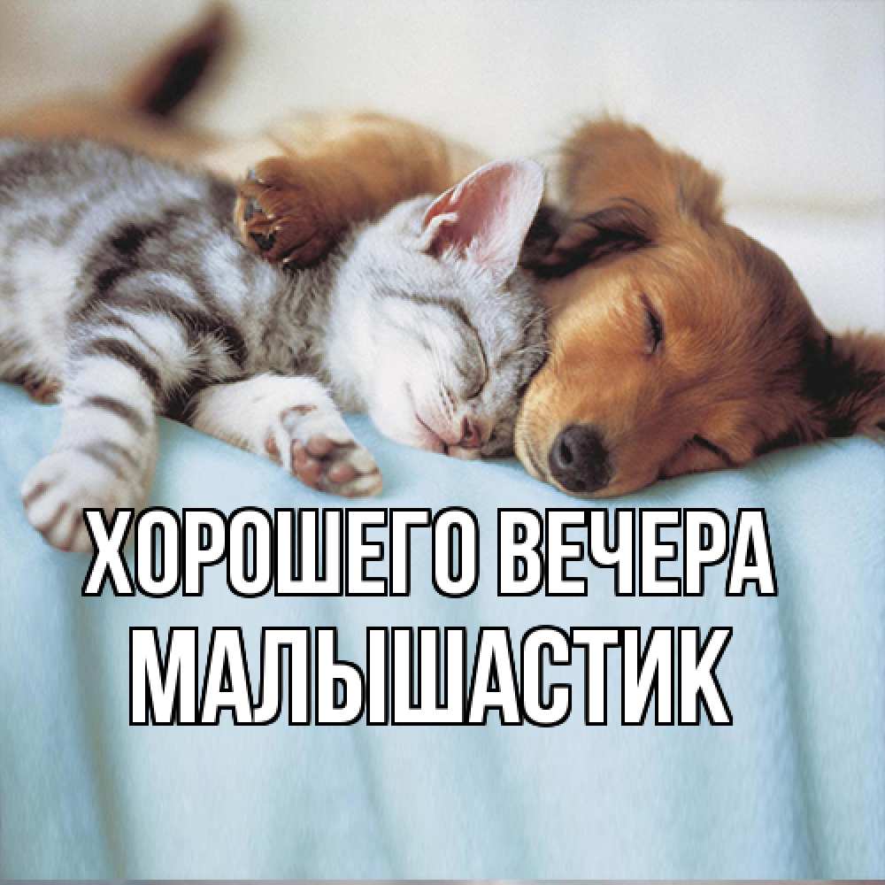 Открытка  для любимых и родных. малышастик, Хорошего вечера  