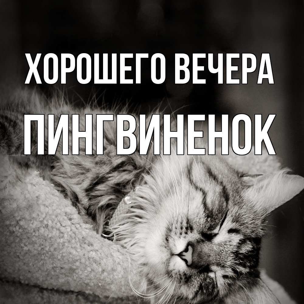 Открытка  для любимых и родных. пингвиненок, Хорошего вечера  