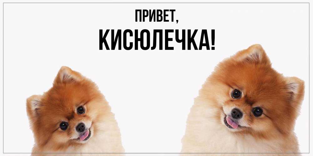 Открытка  для любимых и родных. кисюлечка, Привет  