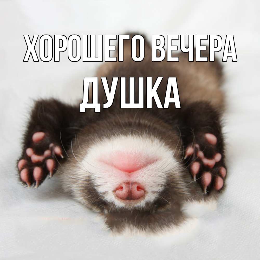 Открытка  для любимых и родных. душка, Хорошего вечера  