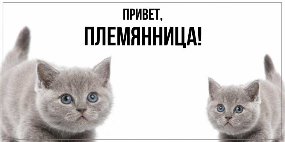 Картинка Привет, Племянница