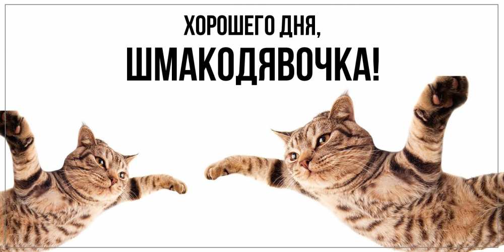 Открытка  для любимых и родных. шмакодявочка, Хорошего дня  
