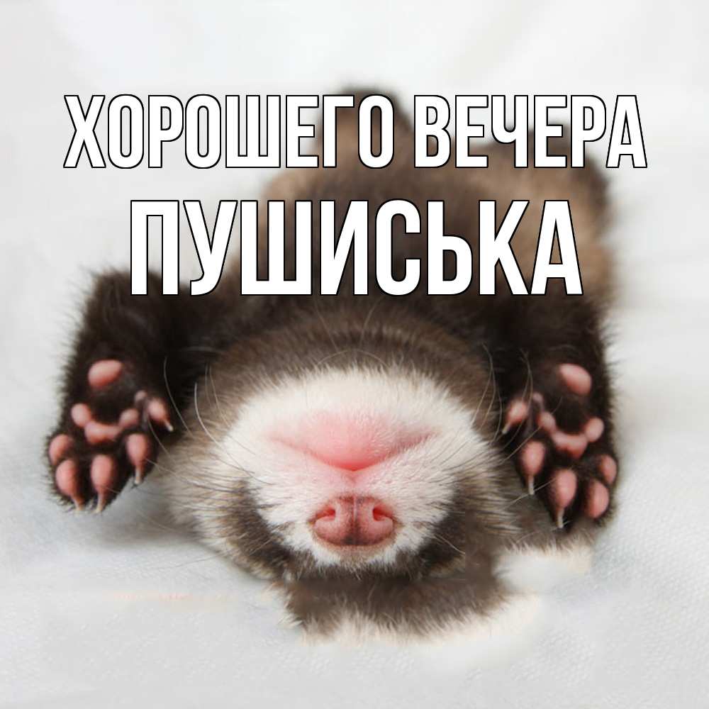 Открытка  для любимых и родных. пушиська, Хорошего вечера  