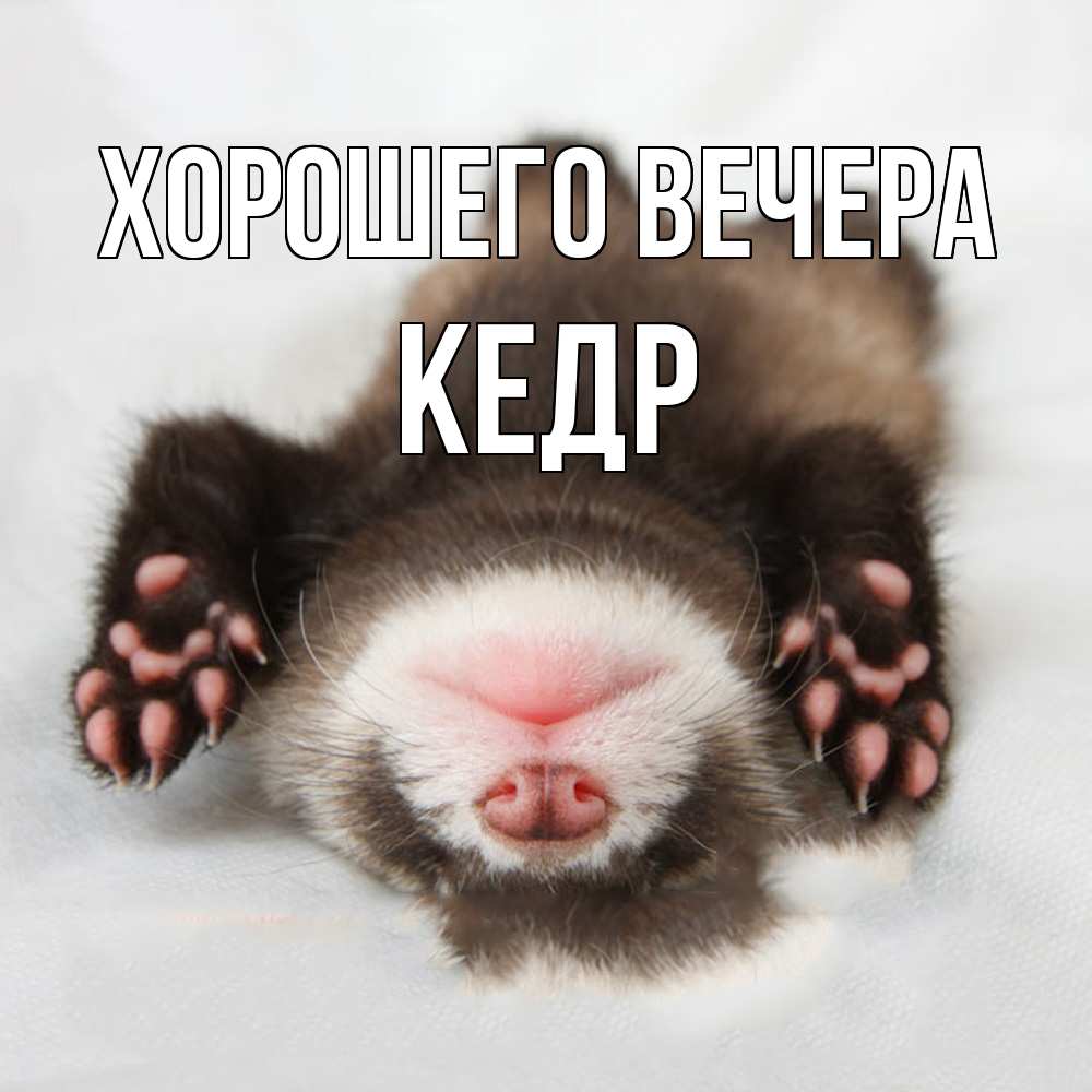 Открытка  для любимых и родных. кедр, Хорошего вечера  