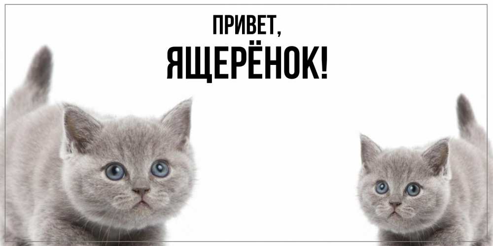 Открытка  для любимых и родных. ящерёнок, Привет  