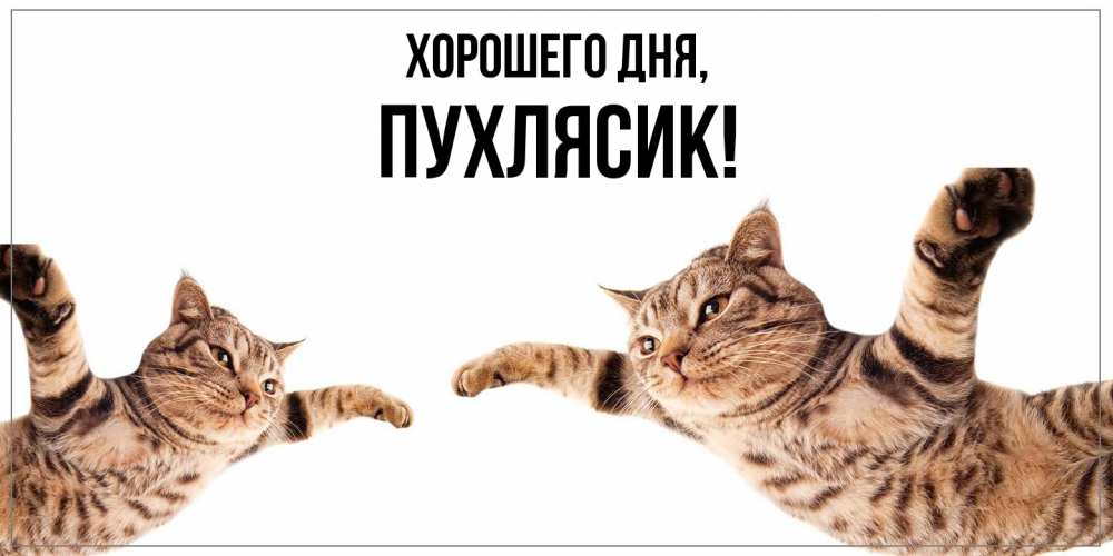 Открытка  для любимых и родных. пухлясик, Хорошего дня  