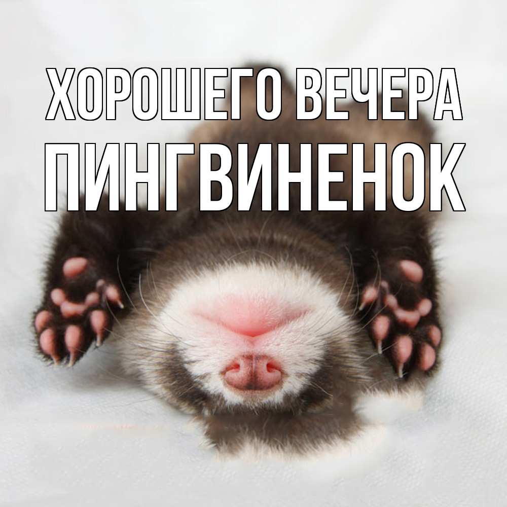Открытка  для любимых и родных. пингвиненок, Хорошего вечера  