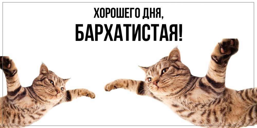 Открытка  для любимых и родных. баpхатистая, Хорошего дня  