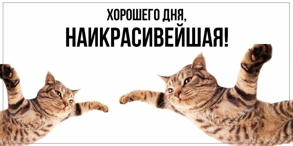 Открытка  для любимых и родных. наикрасивейшая, Хорошего дня  