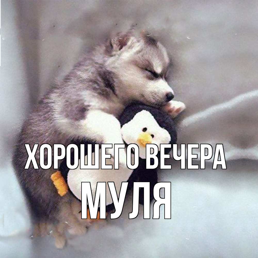 Картинка Хорошего вечера, муля