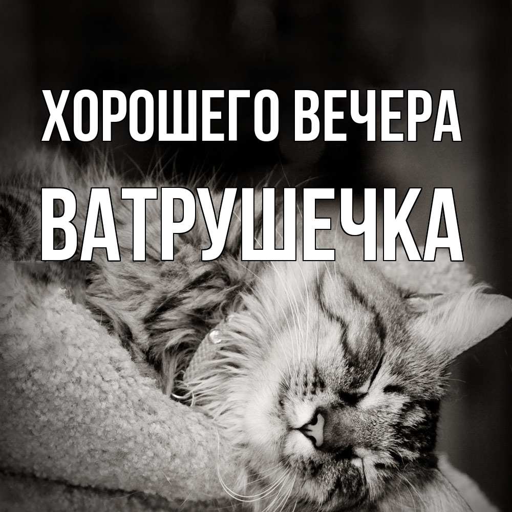 Открытка  для любимых и родных. ватрушечка, Хорошего вечера  