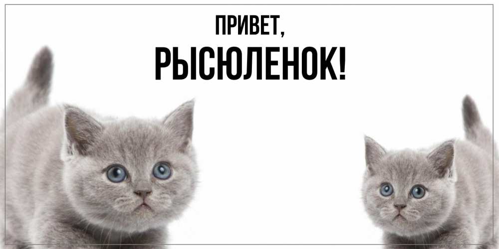 Открытка  для любимых и родных. рысюленок, Привет  