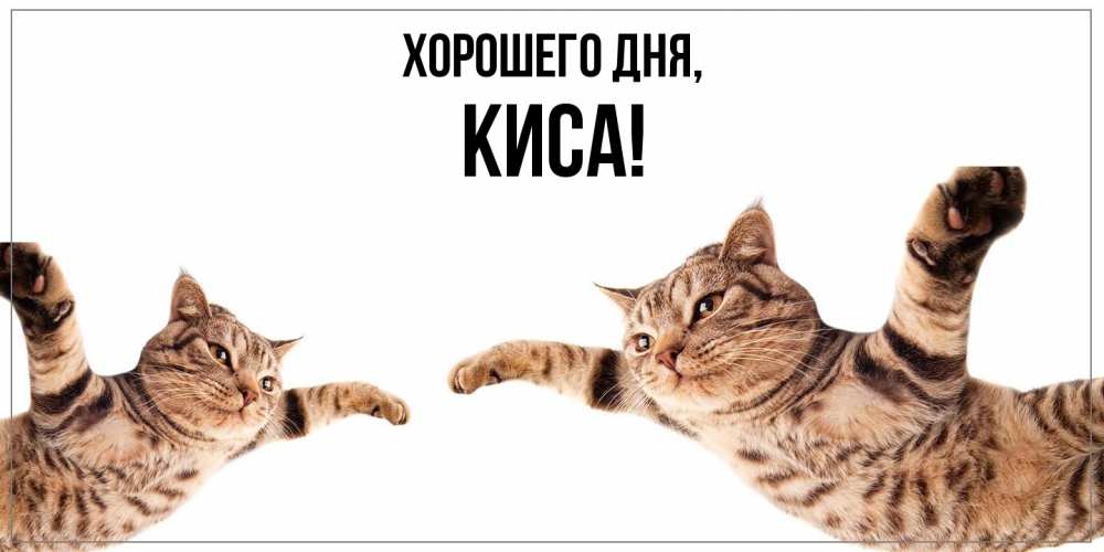 Открытка  для любимых и родных. киса, Хорошего дня  