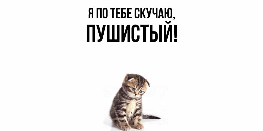 Открытка  для любимых и родных. пушистый, Я по тебе скучаю  