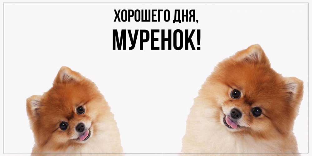 Открытка  для любимых и родных. муренок, Хорошего дня  