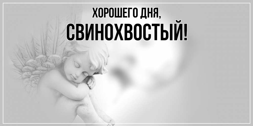 Открытка  для любимых и родных. свинохвостый, Хорошего дня  